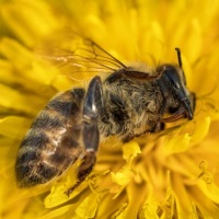 Neonicotinoids