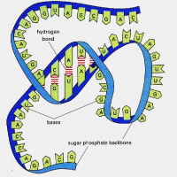 Amino acids, nucleic acids